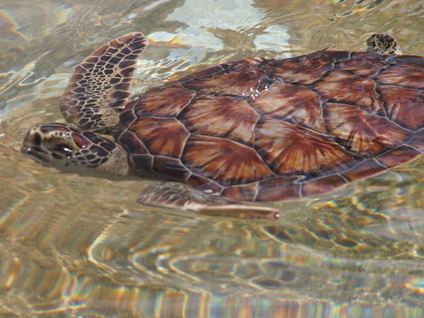 Turtle - swimming