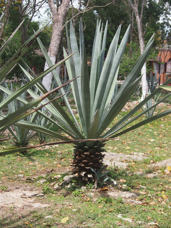 Tequila plant